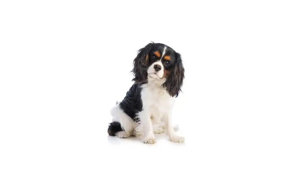 A Cavalier King Charles Spaniel cuddling with a child on a couch, looking calm and content, in a cozy, family-friendly home.