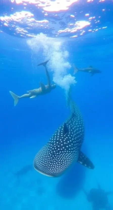 Swimming with Whale Sharks in Mexico